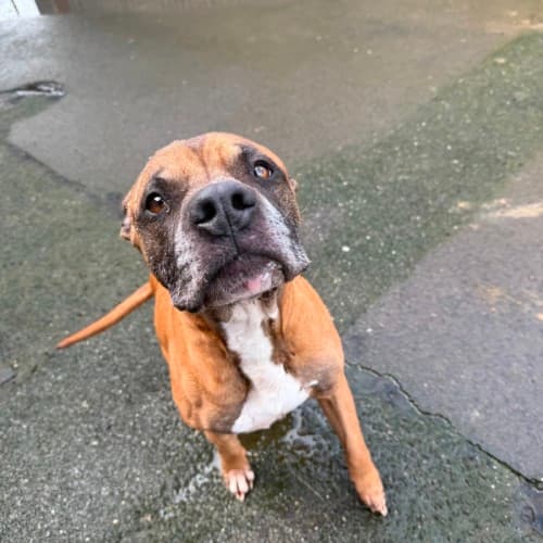Loki - Mixed Breed available for adoption in Ballarat