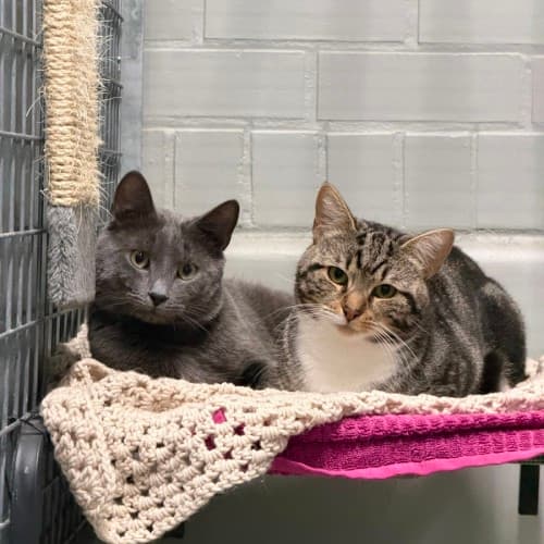 Alistair - Domestic Shorthair cat available for adoption in Ballarat