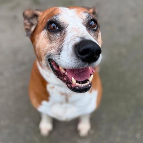 Rocky - Mixed Breed available for adoption in Ballarat