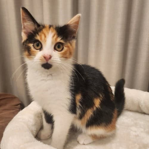 Briar - Domestic Shorthair cat available for adoption at Brighter Future Cat Rescue in Sydney