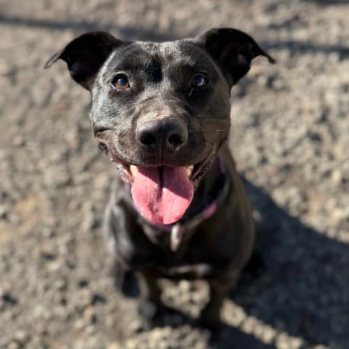Cara - Mixed Breed available for adoption in Ballarat