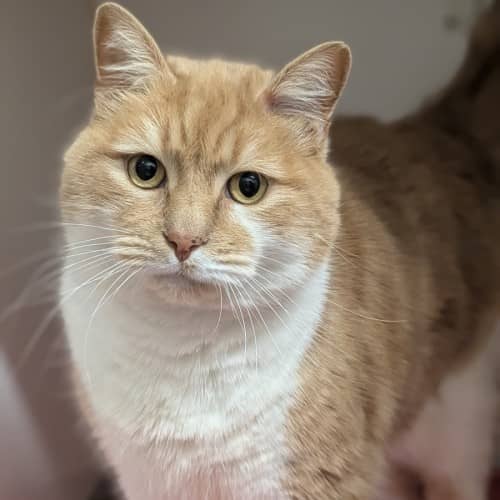 El Captain - Domestic Shorthair cat available for adoption at Save-A-Dog Scheme in Melbourne