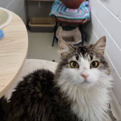 Nellie - Domestic Medium Hair cat available for adoption at Ballarat Animal Shelter in Ballarat