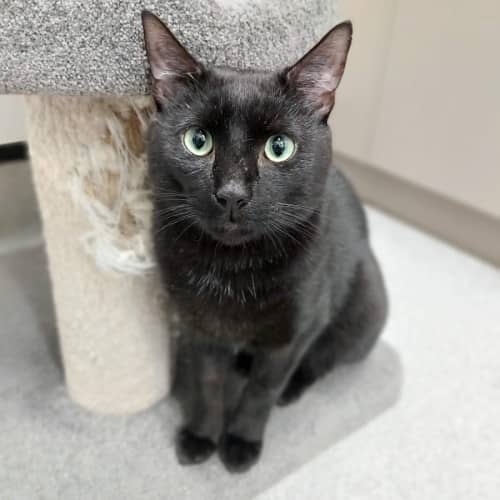 Dave - Domestic Shorthair cat available for adoption at Save-A-Dog Scheme in Melbourne