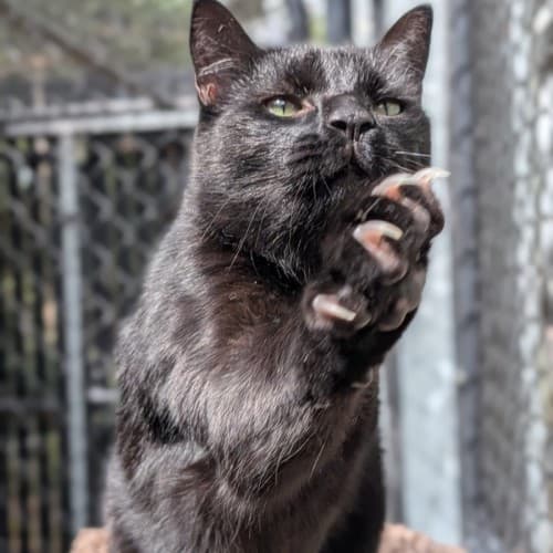 Dewey - Domestic Shorthair cat available for adoption at Save-A-Dog Scheme in Melbourne