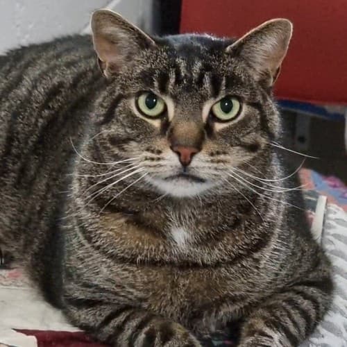 Jeffy - Domestic Shorthair cat available for adoption at Ballarat Animal Shelter in Ballarat