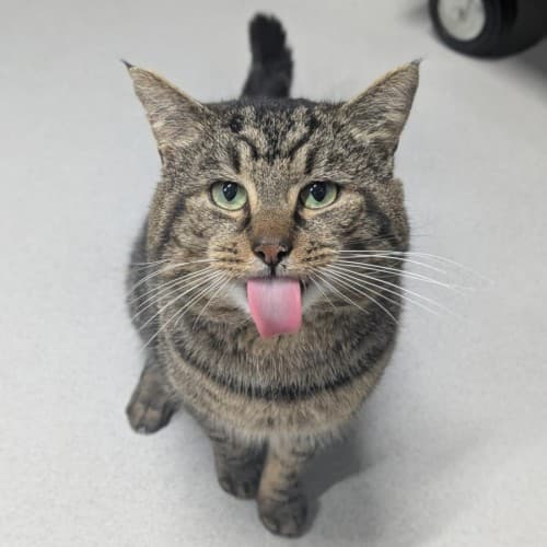 Crunch - Domestic Shorthair cat available for adoption at Mornington Peninsula Shire Community Animal Shelter in Melbourne