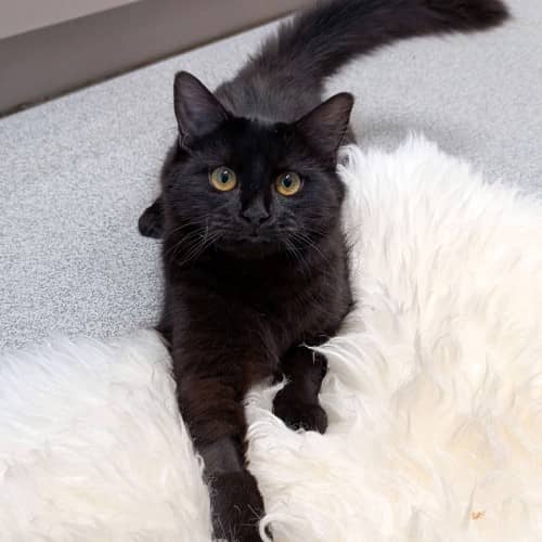 Moe - Domestic Medium Hair cat available for adoption at Save-A-Dog Scheme in Melbourne