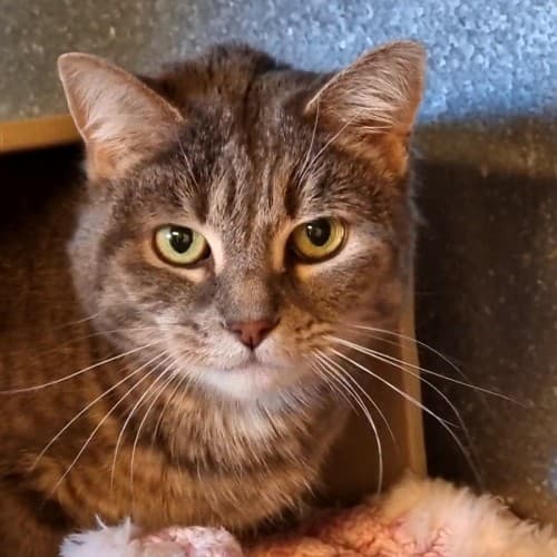 Tully - Domestic Shorthair cat available for adoption at Ballarat Animal Shelter in Ballarat