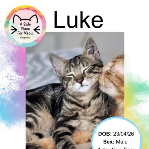 Luke - Domestic Shorthair cat available for adoption at A Safe Place for Meow in Darwin