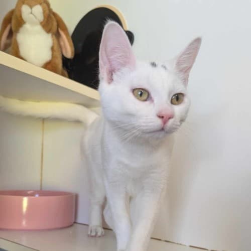 Cas - Domestic Shorthair cat available for adoption at Sutherland Shire Council Animal Shelter in Sydney