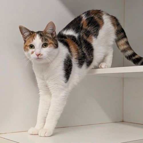 Shaz - Domestic Shorthair cat available for adoption at Save-A-Dog Scheme in Melbourne