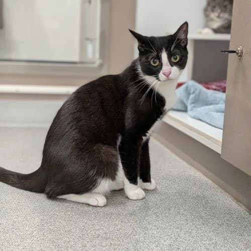 Gregory - Domestic Shorthair cat available for adoption at Save-A-Dog Scheme in Melbourne