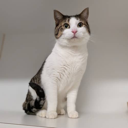 Jimmy John - Domestic Shorthair cat available for adoption at Save-A-Dog Scheme in Melbourne