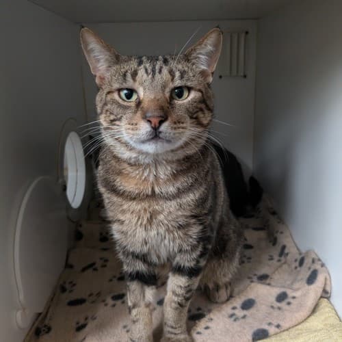 Jeremy Wade - Domestic Shorthair cat available for adoption at Save-A-Dog Scheme in Melbourne