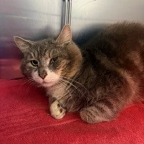 Asher - Domestic Shorthair cat available for adoption at Wollongong City Council (Wollongong Pet Connection) in Wollongong