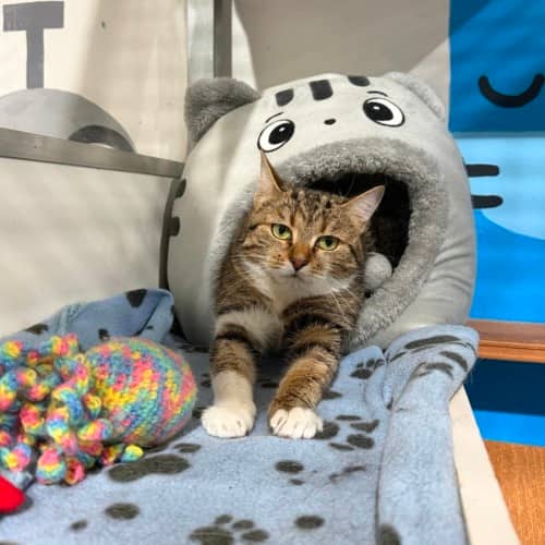 Mildred - Domestic Shorthair cat available for adoption at Ballarat Animal Shelter in Ballarat