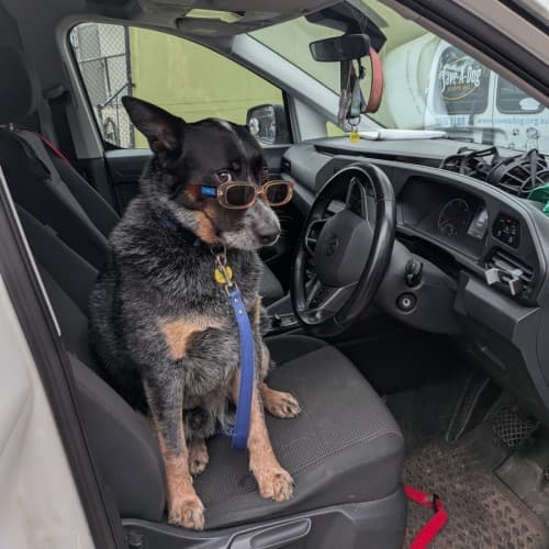 Ziggy - Australian Cattle Dog Cross available for adoption in Melbourne