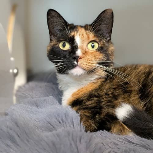 Big Stepper - Domestic Shorthair cat available for adoption at Save-A-Dog Scheme in Melbourne