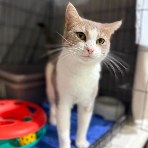 Mocha - Domestic Shorthair cat available for adoption at Ballarat Animal Shelter in Ballarat