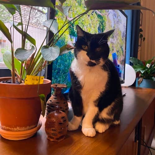 Misty - Domestic Shorthair cat available for adoption at Save-A-Dog Scheme in Melbourne