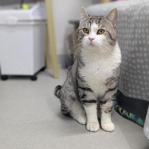 Stanley Tucci - British Shorthair Mix cat available for adoption at Mornington Peninsula Shire Community Animal Shelter in Melbourne