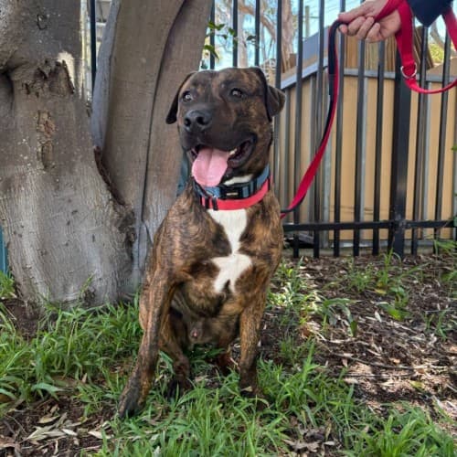Zeus - Mixed Breed available for adoption in Sydney