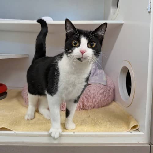 Impala - Domestic Shorthair cat available for adoption at Save-A-Dog Scheme in Melbourne