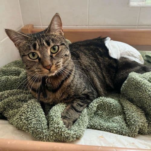Jellybean - Domestic Shorthair cat available for adoption in Sydney