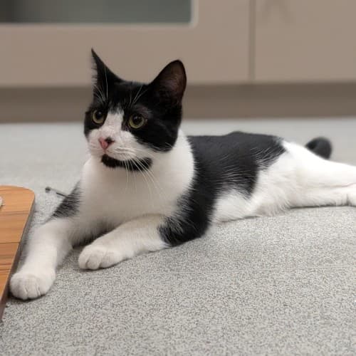 Dynamite - Domestic Shorthair cat available for adoption at Save-A-Dog Scheme in Melbourne