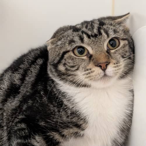 Justice - Domestic Shorthair cat available for adoption at Save-A-Dog Scheme in Melbourne