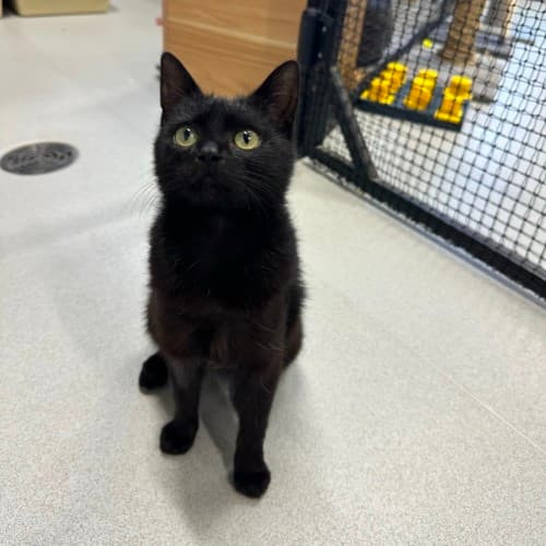 Vanilly Bean - Domestic Shorthair cat available for adoption at Mornington Peninsula Shire Community Animal Shelter in Melbourne