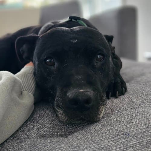 Nani - Mixed Breed available for adoption in Wollongong