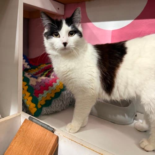 Prince - Domestic Medium Hair cat available for adoption at Ballarat Animal Shelter in Ballarat