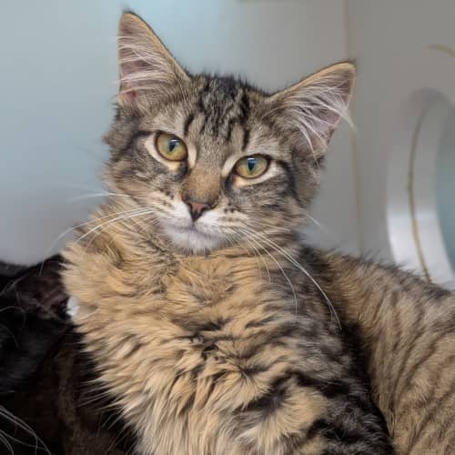 Solo - Domestic Shorthair cat available for adoption at Save-A-Dog Scheme in Melbourne