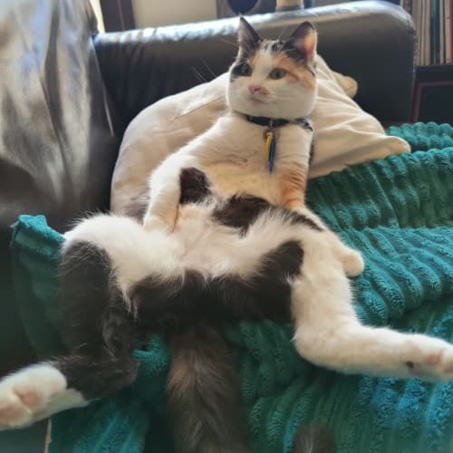 Cheeto - Domestic Shorthair cat available for adoption at Save-A-Dog Scheme in Melbourne