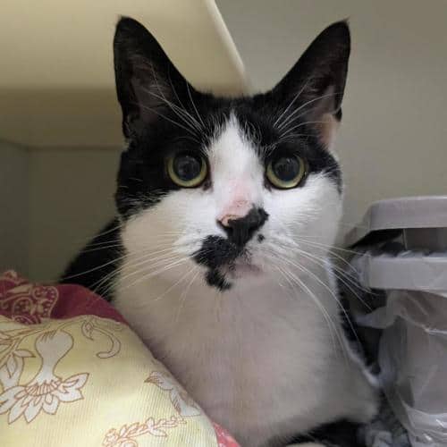 Rosie - Domestic Shorthair cat available for adoption at Mornington Peninsula Shire Community Animal Shelter in Melbourne