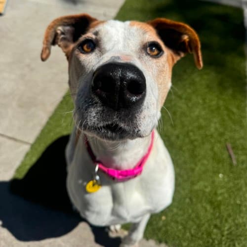 Crystal - Mixed Breed available for adoption in Melbourne