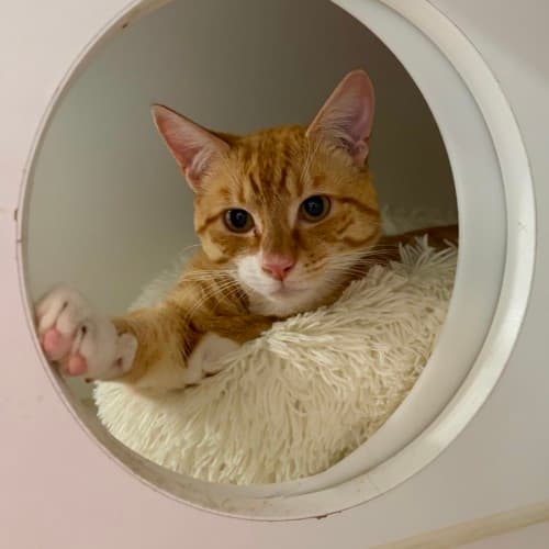 Nemo - Domestic Shorthair cat available for adoption at Ballarat Animal Shelter in Ballarat