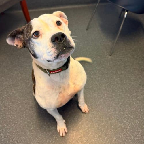 Betty - Mixed Breed available for adoption in Ballarat