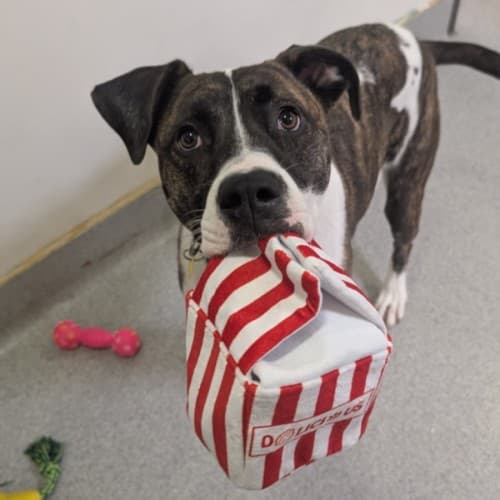 Tessa - Staffy Cross available for adoption in Melbourne