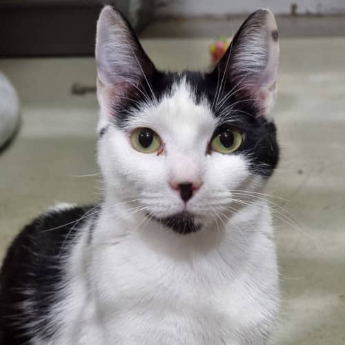Vienna - Domestic Shorthair cat available for adoption at Ballarat Animal Shelter in Ballarat