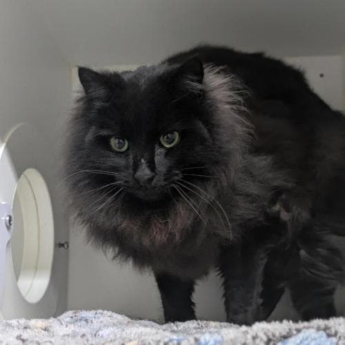 Jetson - Domestic Shorthair cat available for adoption at Mornington Peninsula Shire Community Animal Shelter in Melbourne