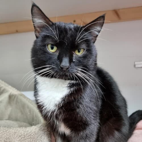 Harry - Domestic Shorthair cat available for adoption at Ballarat Animal Shelter in Ballarat
