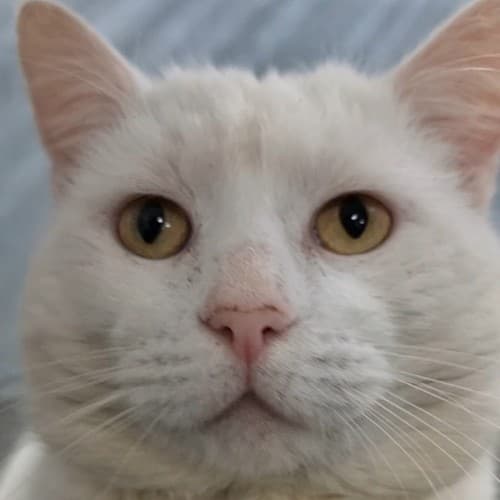 Merlin - Domestic Shorthair cat available for adoption at Ballarat Animal Shelter in Ballarat