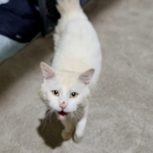 Yeti - Domestic Medium Hair cat available for adoption in Ballarat