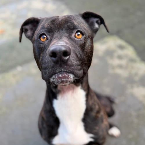 Shaz - Mixed Breed available for adoption in Ballarat