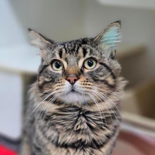 Squire - Domestic Medium Hair cat available for adoption at Mornington Peninsula Shire Community Animal Shelter in Melbourne