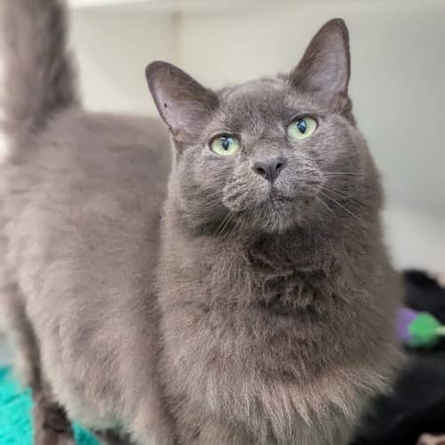 Magic - Domestic Medium Hair cat available for adoption at Save-A-Dog Scheme in Melbourne