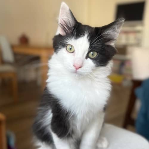 Humbug - Domestic Shorthair cat available for adoption at Save-A-Dog Scheme in Melbourne